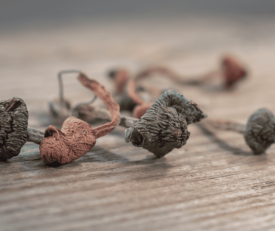 dried colourful magic mushrooms