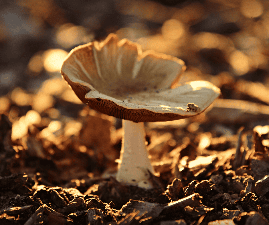 magic mushroom in nature during sunset