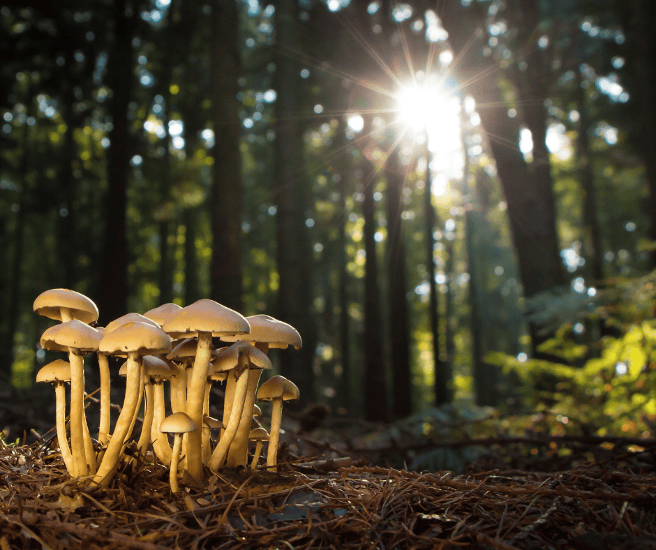 whimsical image of magic mushrooms