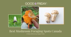 Articles 3 Best Mushroom Foraging Spots Canada