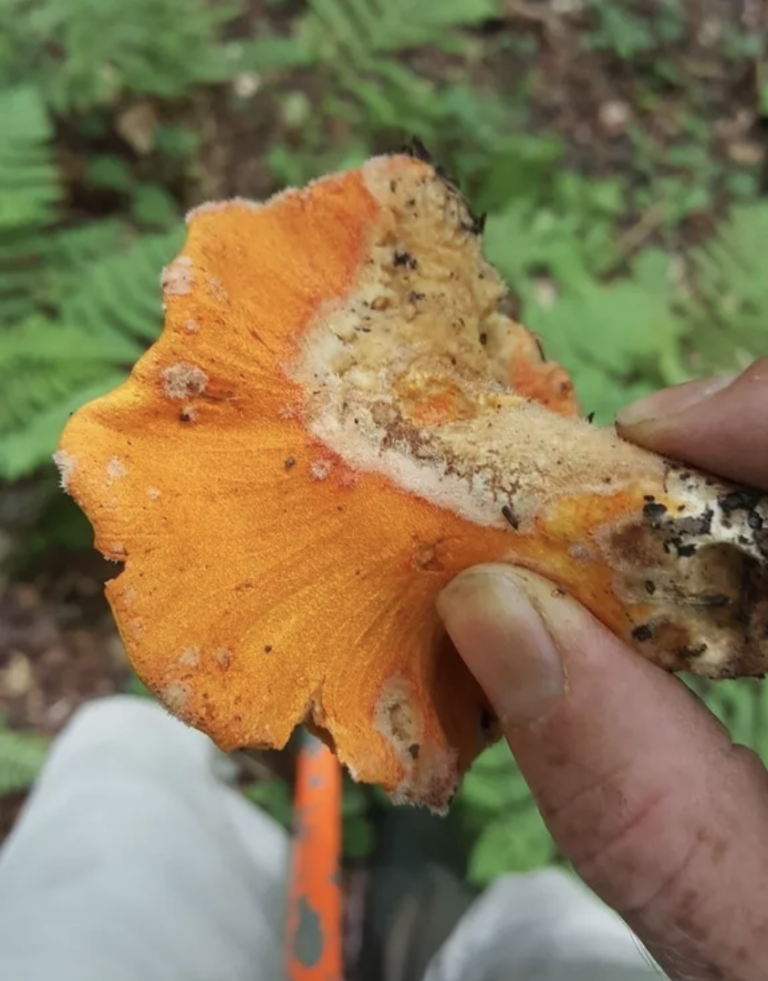 Lobster Mushroom in Canada