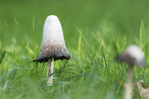 Shaggy Mane Mushroom Canada